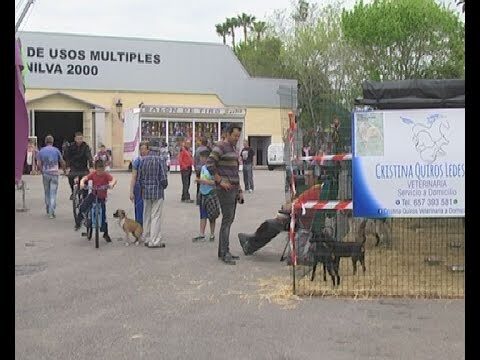 Las mejores playas para perros cerca de Valdemoro