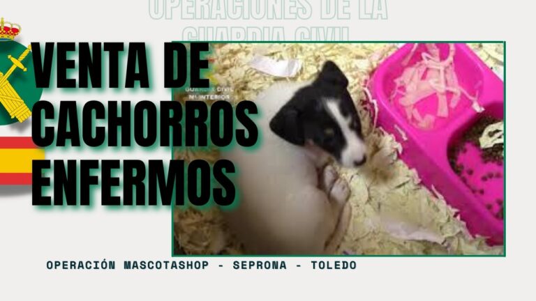 Asociaciones de Protecci&oacute;n Animal en San Mart&iacute;n de la Vega